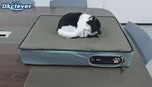 Innovative Zero-Gravity Support Pet Sleep Pad with Mood Monitoring & Bluetooth App